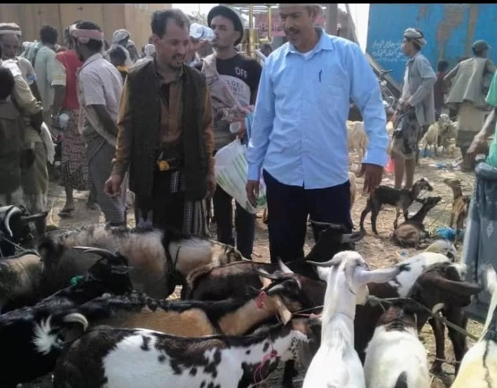 اليمن : مسؤول في الزراعة يحذر من مخاطر استيراد الماشية دون خضوعها للفحص البيطري