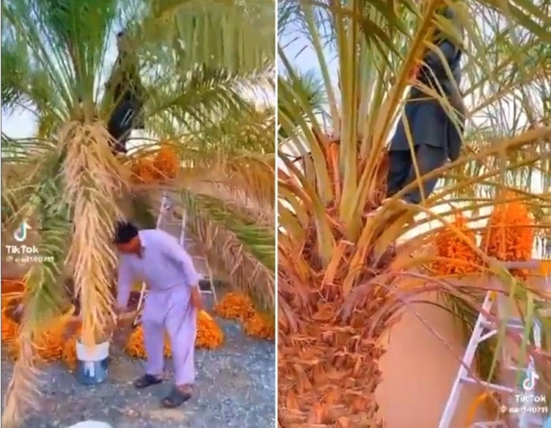 شاهد سعودي يترك عمالاً أحضرهم لقص جريد النخل بحديقة منزله وبعد عودته اكتشف المفاجأة الصادمة!