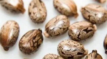 عشبة نعمة من الله.. تعالج النقرس وآلام المفاصل ولها فوائد أخرى لاتعد تعرف عليها الان
