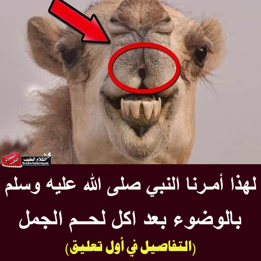 لماذا أمـرنا الرسول ﷺ بالوضوء بـعـد أكل لحم الجمل ؟  .. السبب خطير 