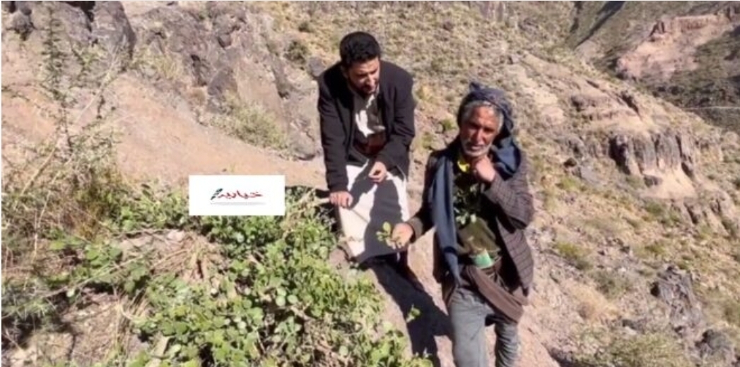سبحان الله ..تشافي رجل يمني من ورم خبيث نتيجة تعاطية لهذه العشبة المعجزة التي حيرت الأطباء..تابع التفاصيل 