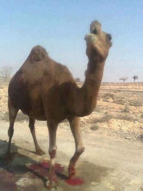  لماذا أمـرنا الرسول بالوضوء بـعـد أكل لحم الجمل؟! السبب صادم