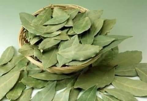 ورق الغار 