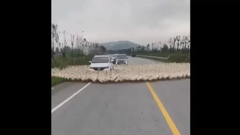 بط