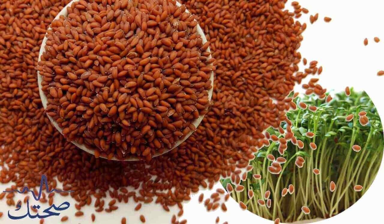 فوائد حب الرشاد