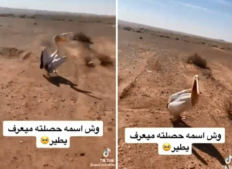 شاهد مواطن سعودي يعثر على طائر البجع في البر .. وعندما حاول الاقتراب منه كانت المفاجأة الصادمة!