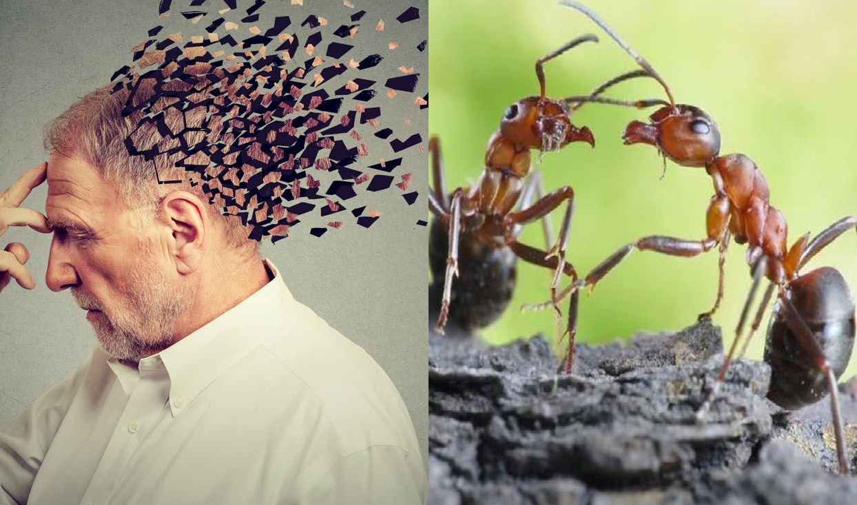 نمل يعد مرونة المخ