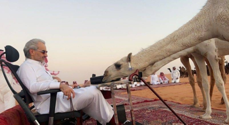 شاهد بالصور ..للأمير السعودي الوليد بن طلال في البرية والى جانبه الأبل .. كيف غزاه الشيب واصبح عجوزاً والجمهور يعلق !