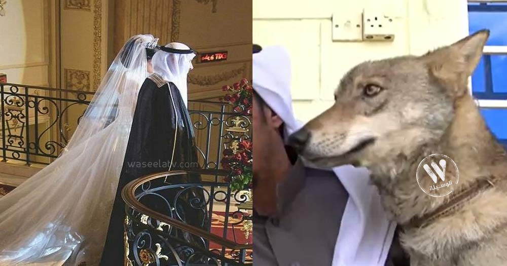 شاهد:  عروس سعودية في عمر الزهور تروي تفاصيل شهر العسل مع زوجها! .. أدخل الى غرفة نومها حيوان مفترس 