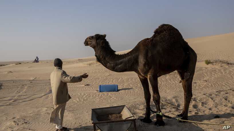 السر الخفي وراء طلب النبي الوضوء بعد تناول لحم الجمل.!