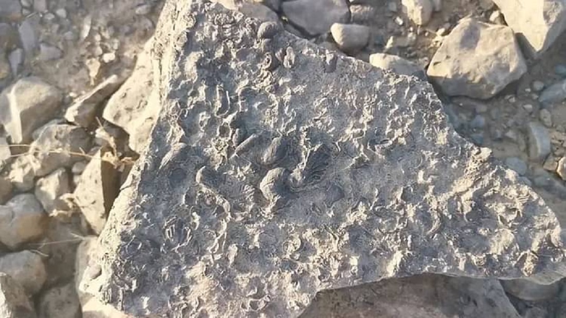 شاهد : مواطن سعودي يعثر على كنز ثمين في منطقة جازان ويعود عمره لملايين السنين