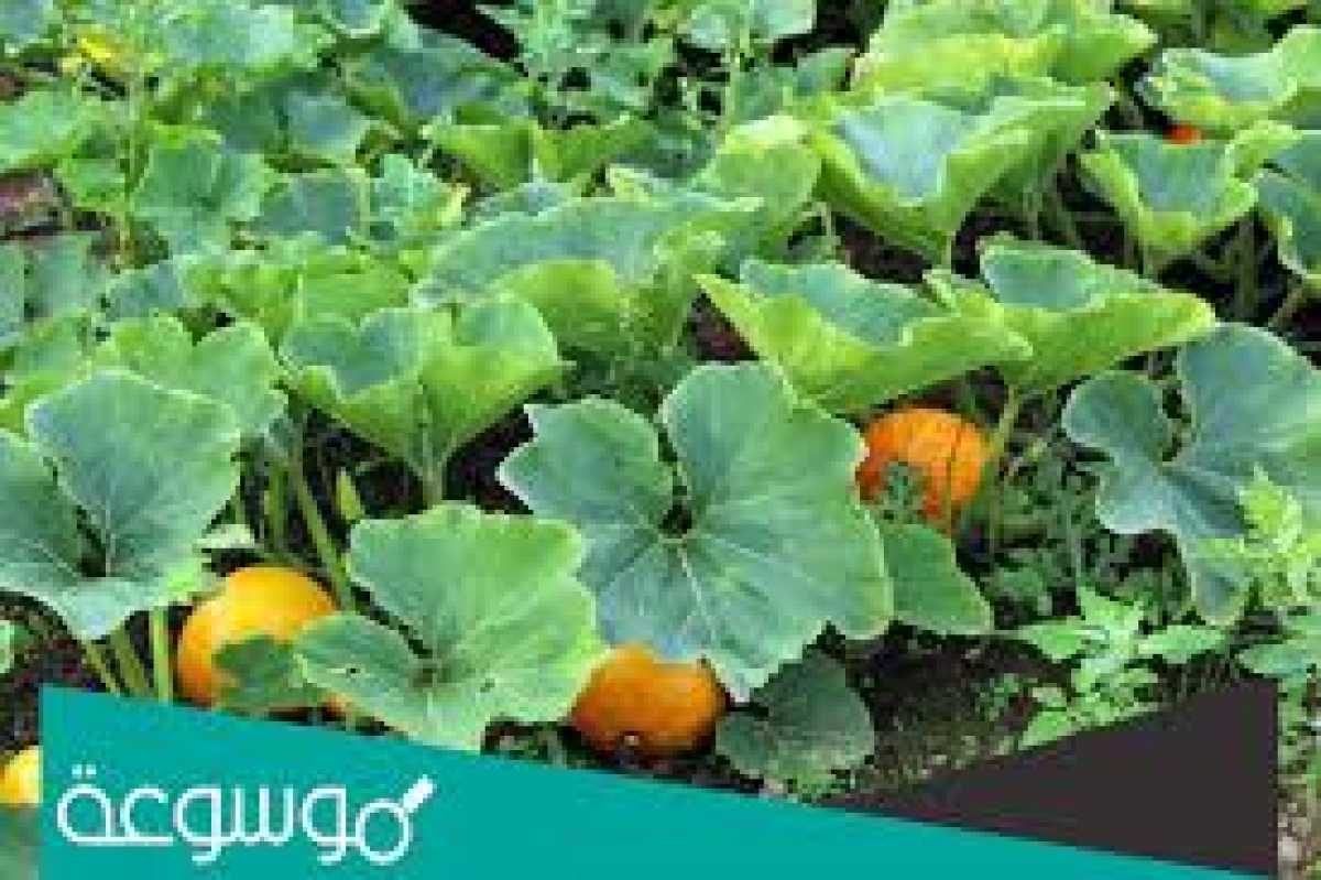 تعرف على النبتة السحرية التي أنقذت حياة سيدنا يونس بعد خروجه من بطن الحوت!