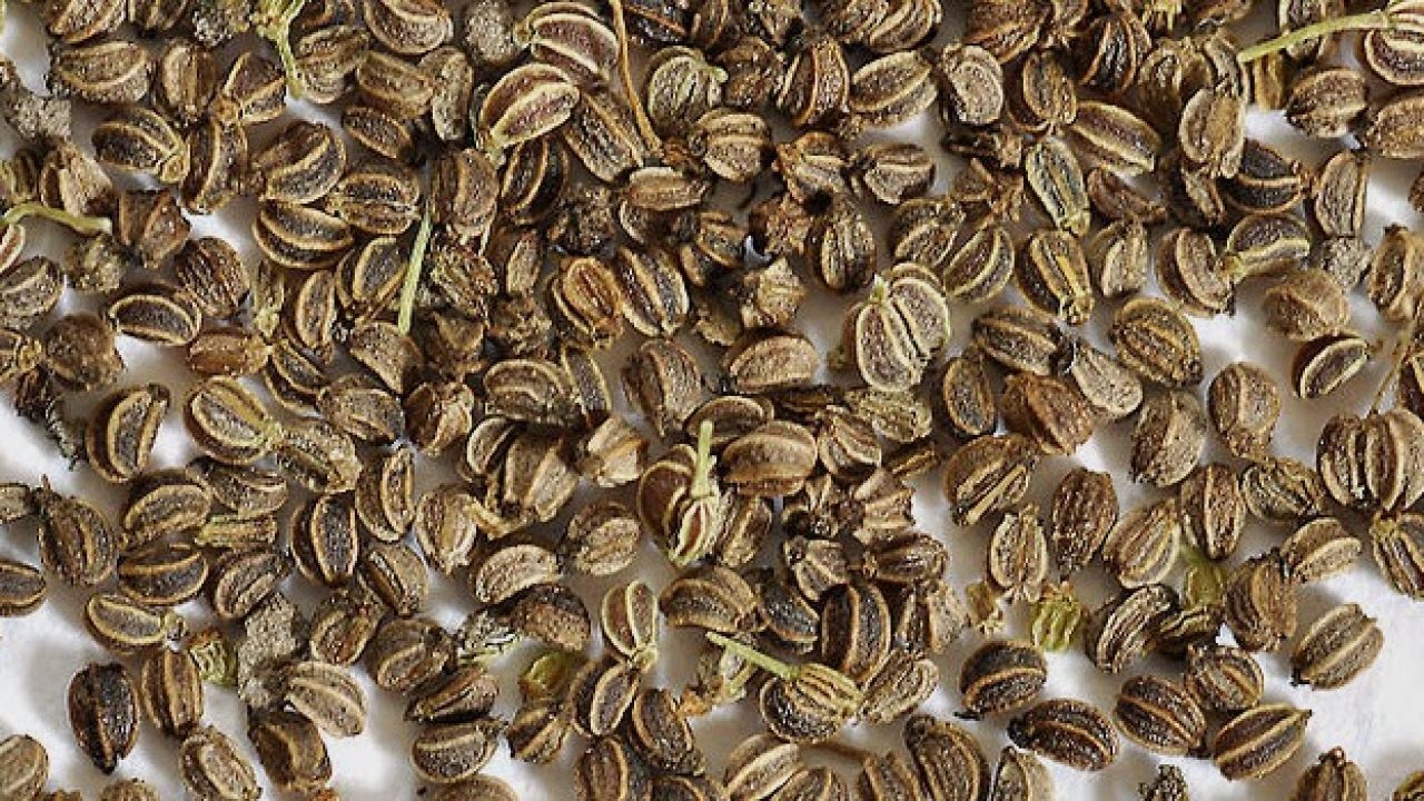 بذور الجزر