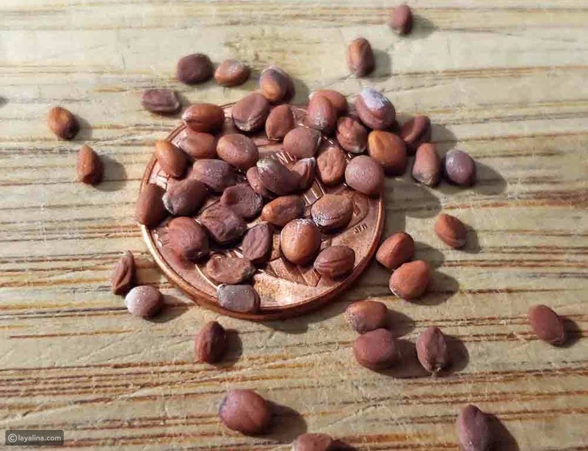 بذور الفجل