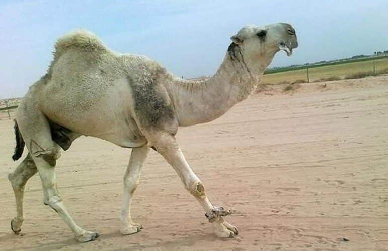 في السعودية.. أفعى مرعبة تدخل بطن جمل هائج وهو حي وعندما استقرت في أحشائه حدثت مفاجئة لم تخطر على بال أحد..شاهد