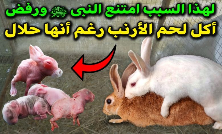 ستفاجك الاجابة.. لماذا امتنع النبى ﷺ عن أكل لحم الأرنب رغم أنها حلال؟ 