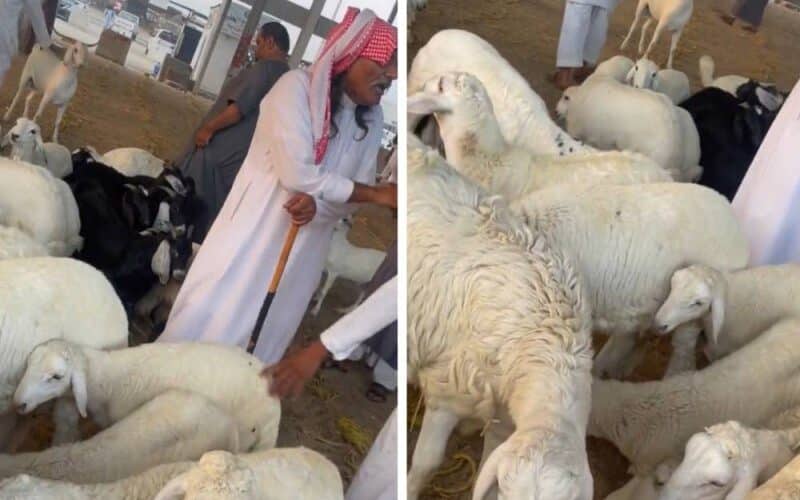 أكبر حدث في تاريخ السعودية إنهيار اسعار المواشي قبل عيد الاضحى المبارك…والسبب صاد