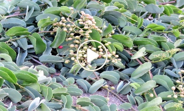 هذه الشجرة تنمو في اليمن و السعودية تحتوي على مواد باهضة الثمن. اعثر عليها وستصبح من الأثرياء