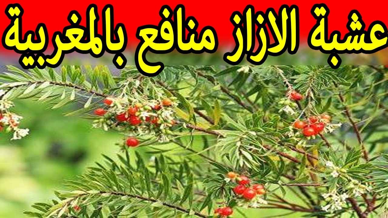 هذه النبتة حيرت الأطباء .. رخيصة الثمن و تتواجد بكثرة تخلصك من الغازات والامساك والام القولون في خلال دقائق | تعرف عليها؟ 