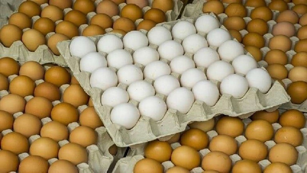 بيض