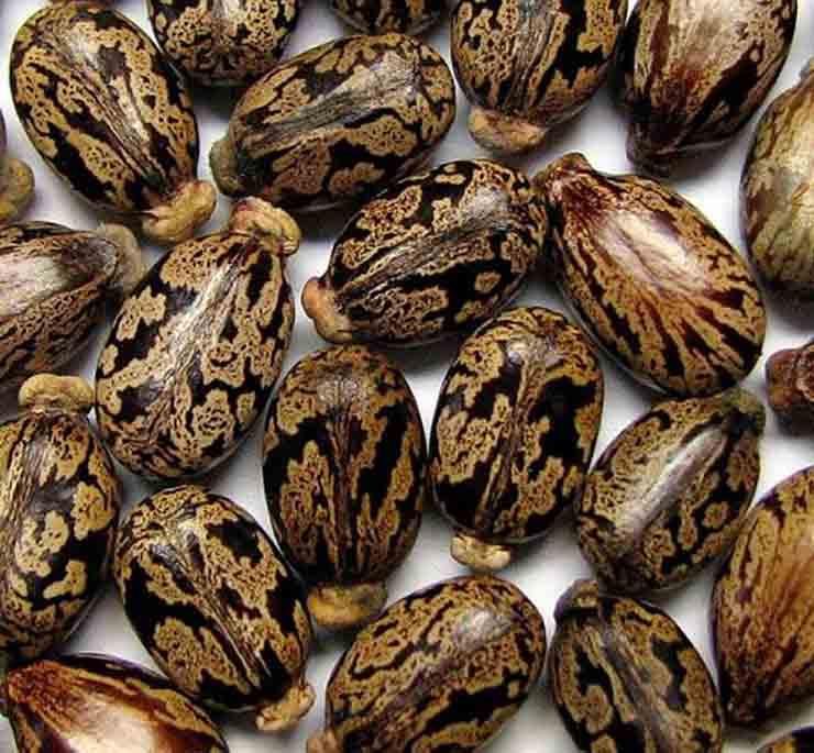 بذور جبارة بسعر التراب لكنها خارقة وتعيد شبابك حتى لو كنت بعمر 70 سنة.. إكتشف سرها الآن