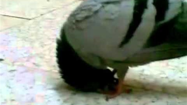 حمامة ساجدة