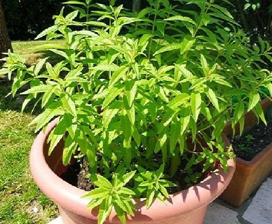 هذا النبات ينمو بالسعودية على رواسب الذهب والألماس إذا عثرت عليه سيغير حياتك !