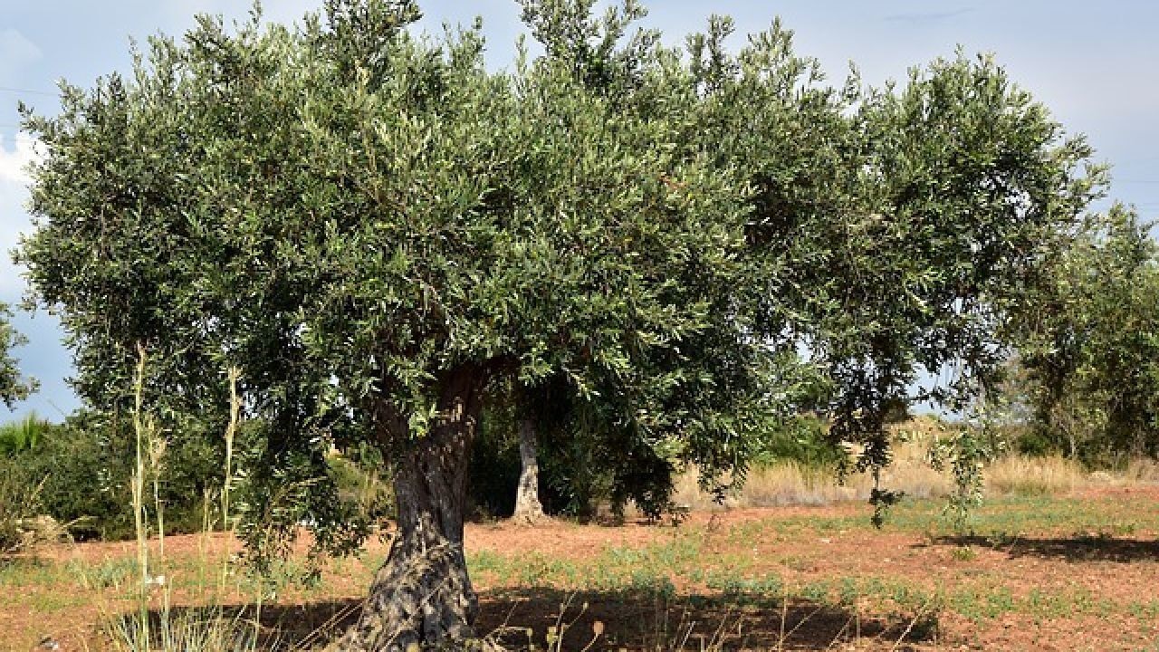 شجرة الزيتون