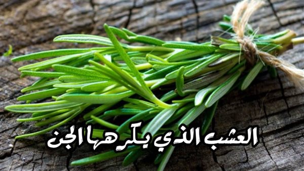 اقوي نبات يخاف منه الجن ويعالج الحسد والسحر والمس العاشق و إبطال السحر .. تعرف عليه